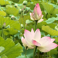 后来